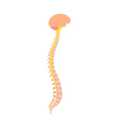 Spinal Cord Anatomy