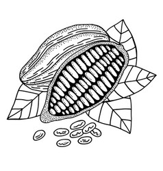 Cocoa Beans On White Background Doodle Line Art