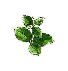 Fresh Green Mint Or Lemon Balm Leaves Sketch