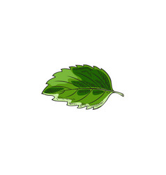 Melissa Or Peppermint Green Single Leaf Sketch