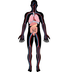 Human digestive system Royalty Free Vector Image