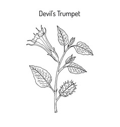 Devil Trumpet Datura Metel Medicinal Plant