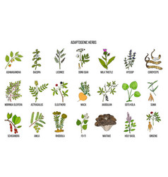 Adaptogen Herbs Hand Drawn