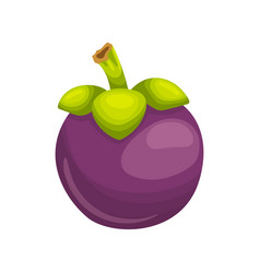 Mangosteen Fruit Cartoon