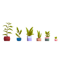 Plants In Pots For Home And Office Interior