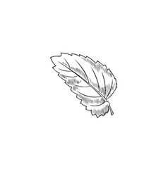 Melissa Or Lemon Balm Peppermint Leaf Sketch