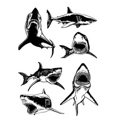 Graphical Big Collection Of Sharks Isolated