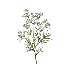 Cumin Flowering Plant With Branch Leaves