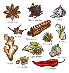 Indian Spices Herbs Icon Set