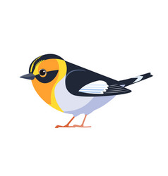 Blackburnian Warbler Is A Small New World Warbler