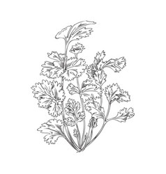 Bunch Of Coriander Herbs In Outline Sketch Style