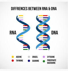 Differences Between Dna And Rna Scientific Icon