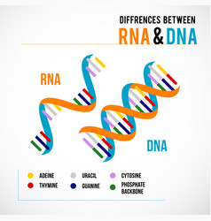 Differences Between Dna And Rna Scientific Icon