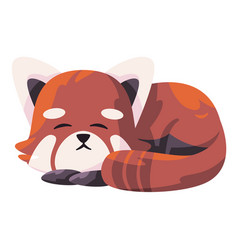 Red Panda Ailurus Fulgens Cute Animal Sleeping