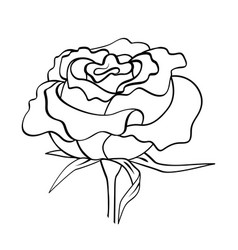 Rose Flower Black Line Sketch Isolated On White