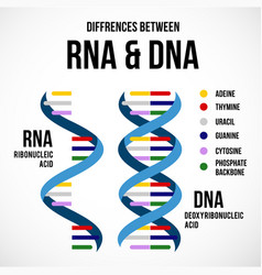 Differences Between Dna And Rna Scientific Icon