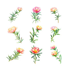 Portulaca Oleraceawatercolor Flowers Set