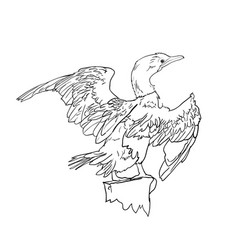 Drawing Of Little Cormorant Bird