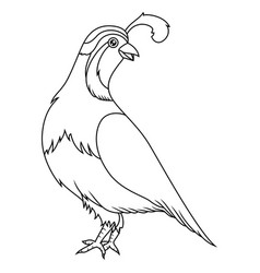 Quail Cartoon Line Art