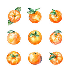 Watercolor Tangerine And Satsuma Set Hand Drawn