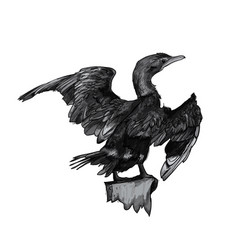 Drawing Of Little Cormorant Bird