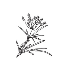 Hand Drawn Cumin Flowering Plant In Outline