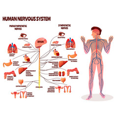 Human Nervous System