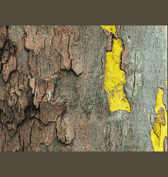 Texture Of The Bark