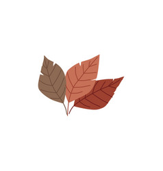 Autumn Leaves Flat Isolated