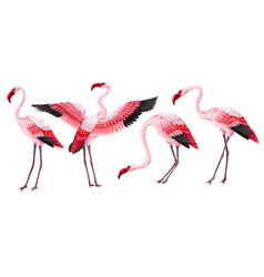 Pink Flamingos Isolated On The White Background