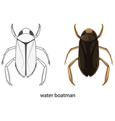 Water Boatman In Colour And Doodle Isolated