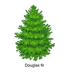 Christmas Tree Like Douglas Fir For New