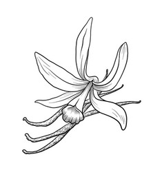 Drawing Flower Of Vanilla