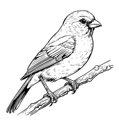 Black And White Sketch Of A Canary Bird Sitting