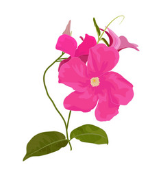 Mandevilla Sanden