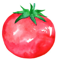 Fresh Tomato Watercolor