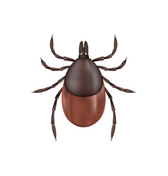 Deer Tick Isolated On White