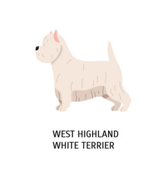 West Highland White Terrier Or Westie Lovely