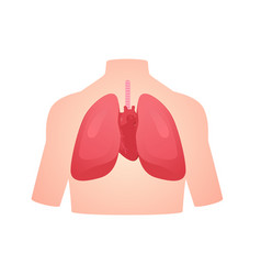 Human Anatomy Organ Lung Heart Pulmonary Cardiac