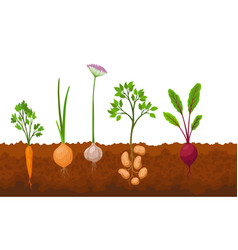 Collection Of Growing Vegetables Plants Showing