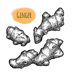 Fresh Ginger Root Ink Sketch