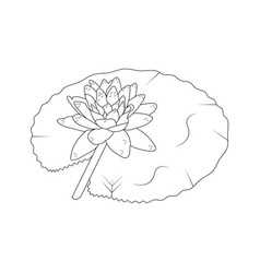 Hand Drawn Water Lily Sketch Line Art