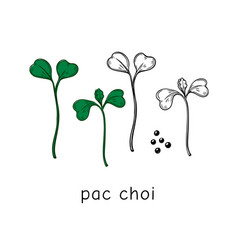 Hand Drawn Pac Choi Micro Greens