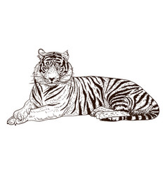 Hand Drawn Relaxing Tiger