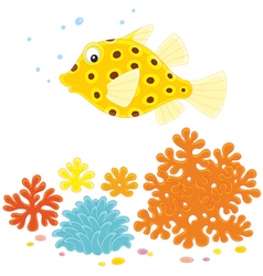 Yellow Boxfish