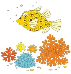 Yellow Boxfish