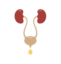 Urinary System Icon