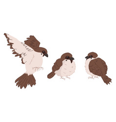 A Set Of Cartoon Style House Sparrows