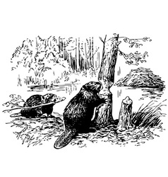 Eurasian Beaver