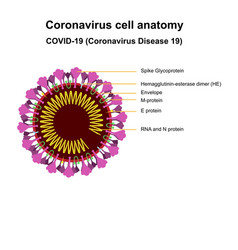 Coronavirus Cell Structures And Anatomy